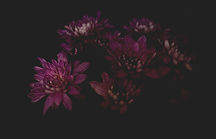 Purple Flowers Cluster