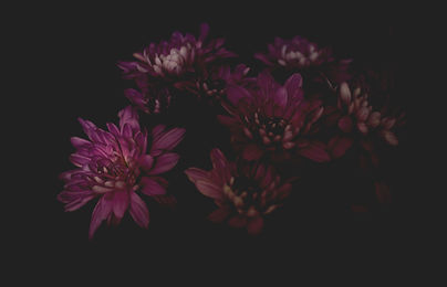 Purple Flowers Cluster