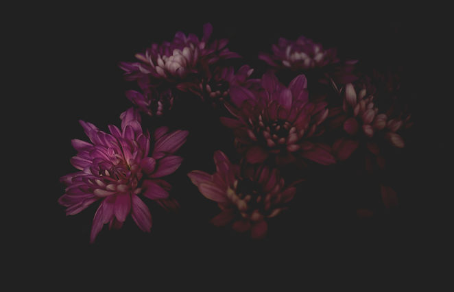 Dahlia Flower