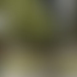 ATIENDE BUAP EL BUEN ESTADO DE LAS ÁREAS VERDES DE LOS CAMPUS UNIVERSITARIOS.