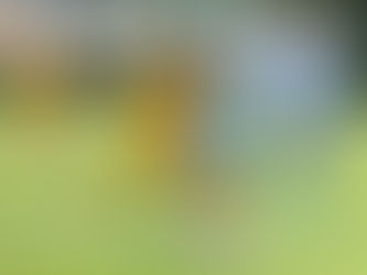 AMAZONAS TERMINAR POR HACER VALER SU POSICIÓN EN LA TABLA Y VENCEN A LAS ENFRANJADAS