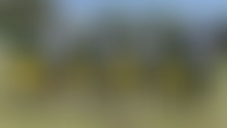 PAR DE VICTORIAS PARA LOS LAGARTOS DE PUEBLA EN LA ORGANIZACIÓN DE FUTBOL AMERICANO MÉXICO ORIENTE