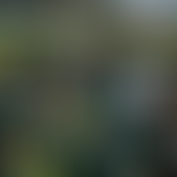 LOS TWINS DE MINNESOTA PONEN LA MIRA EN EL NIDO VERDE.