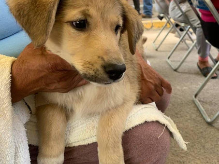 PROMUEVE GOBIERNO DE PEPE CHEDRAUI JORNADAS GRATUITAS DE BIENESTAR ANIMAL EN SEPTIEMBRE