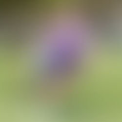 PUEBLA PERDIÓ ANTE CHIVAS Y SUMÓ SU CUARTO DESCALABRO