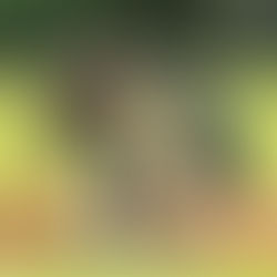 PERICOS DE PUEBLA AL BORDE DE LA ELIMINACIÓN