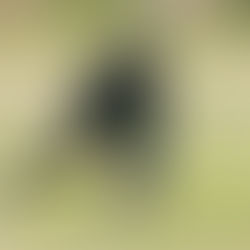 ACADEMIA DE BÉISBOL PERICOS INICIA ENTRENAMIENTOS EN UNIDAD DEPORTIVA “MARIO VÁZQUEZ RAÑA”