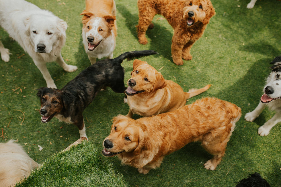 Dogs at doggy day care playing.jpg