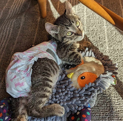 special needs cat wearing a diaper