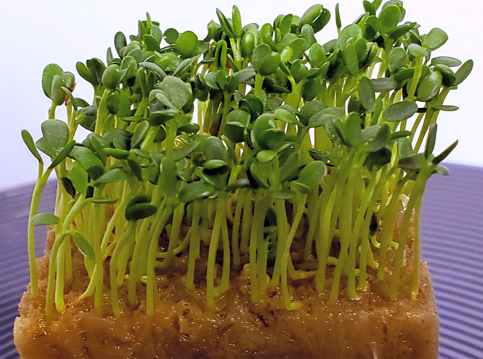 Lovegrass