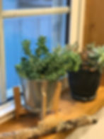 植物