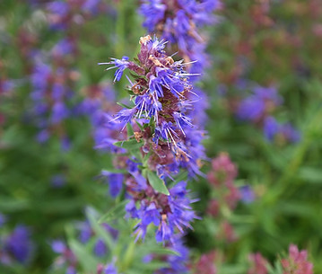 Hyssop Isope Provence Essential Oils