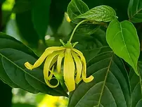 Fournisseur d'huile essentielle d'ylang-ylang en vrac