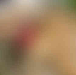 cookies and mince pies at Canopy