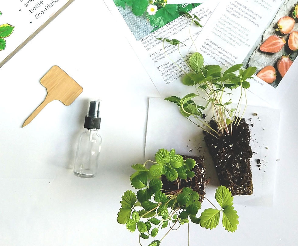 Thumbnail: Organic Strawberry Kit (Live Strawberry Plants)