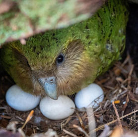 A Record-Breaking Miracle: New Zealand's Rarest Parrot Celebrates Best Breeding Season in History