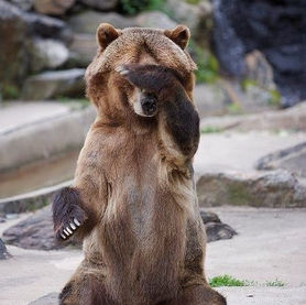 The Foolish Bear