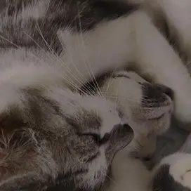 Cat Haven