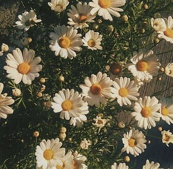 Bad Poetry Day: Daisy