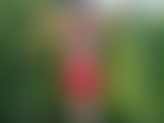 Klimmzugstange im Garten – Training unter freiem Himmel