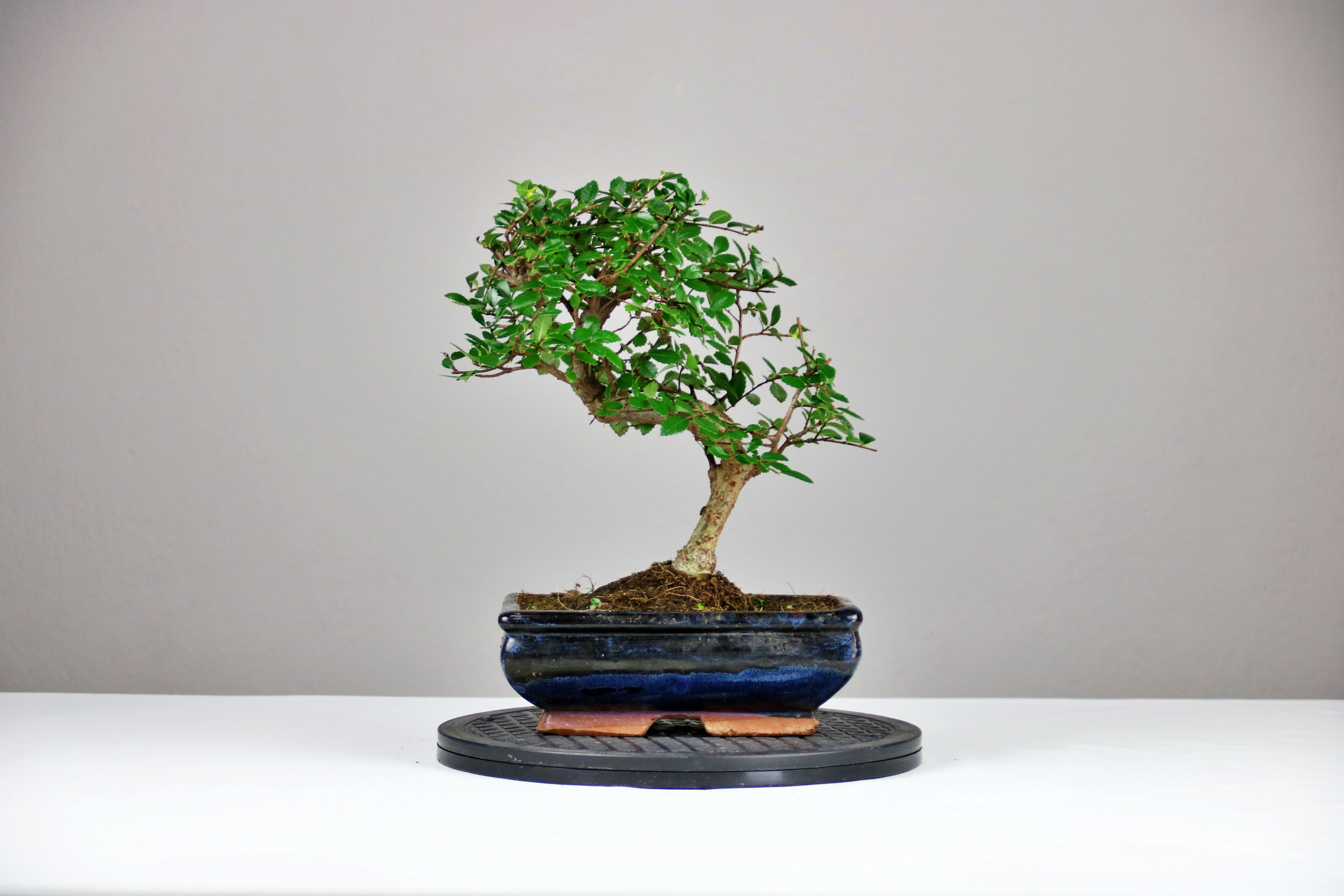 Κινέζικη Φτελιά (Zelkova Parvifolia)