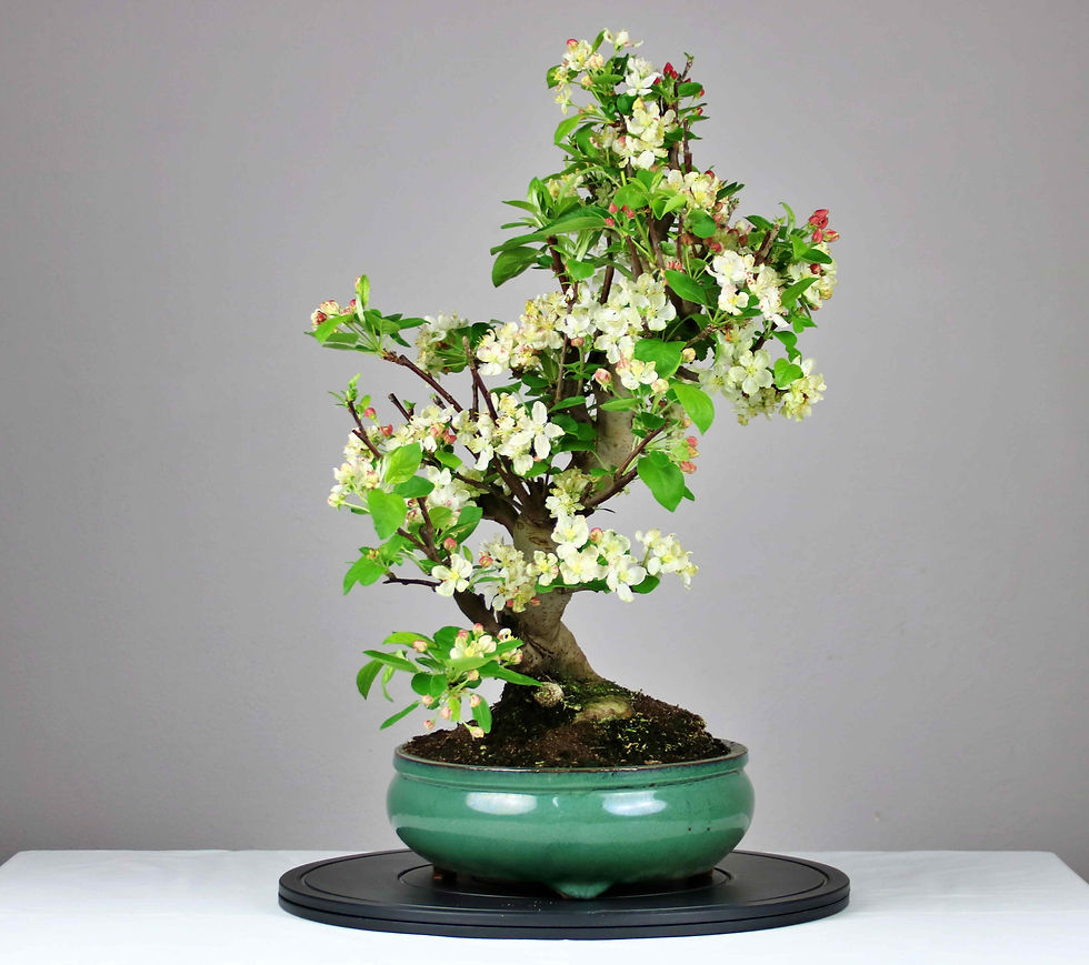 Μικρογραφία: AENAON BONSAI - MALUS