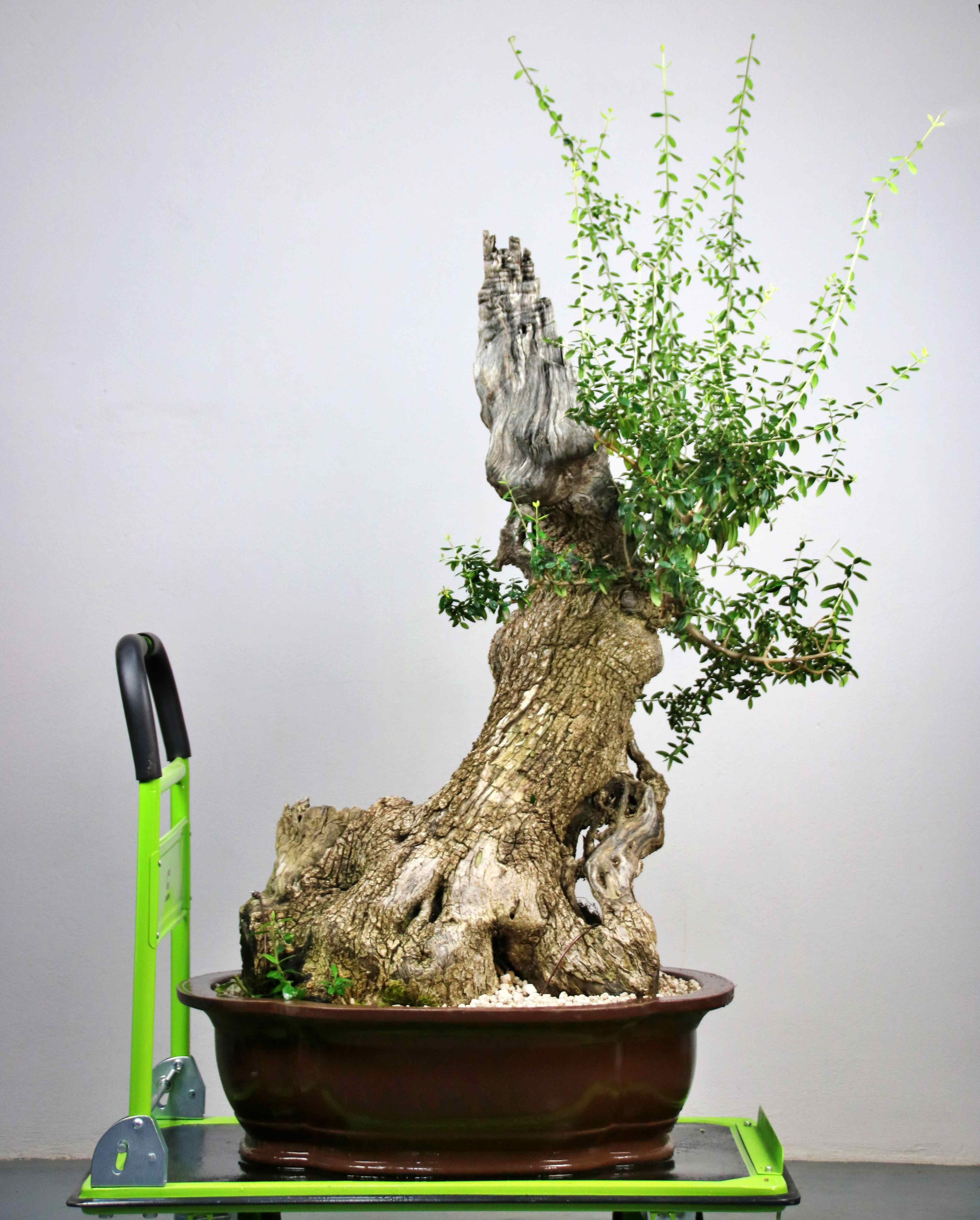 AENAON BONSAI - OLEA SYLVESTRIS GIANT