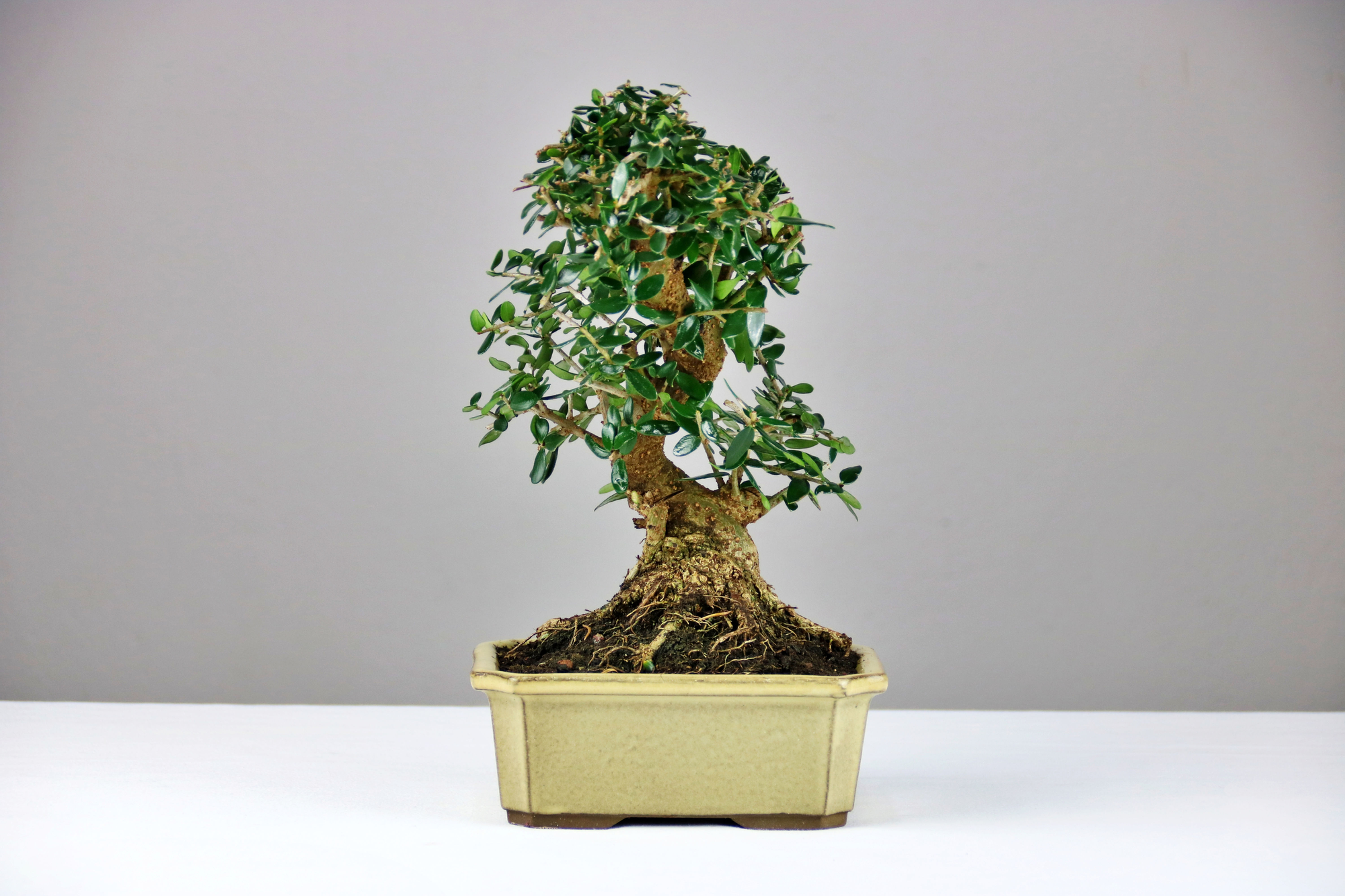 Αγριελιά 32cm  (Olea Sylvestris)