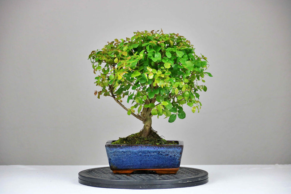 AENAON BONSAI = SAGERETIA