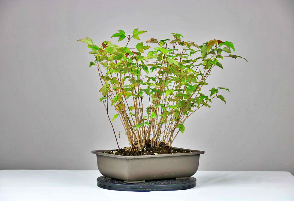 Μικρογραφία: AENAON BONSAI - ACERS