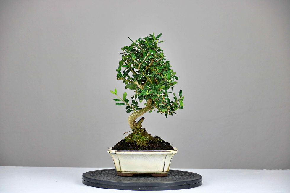 AENAON BONSAI - OLEA SYLVESTRIS