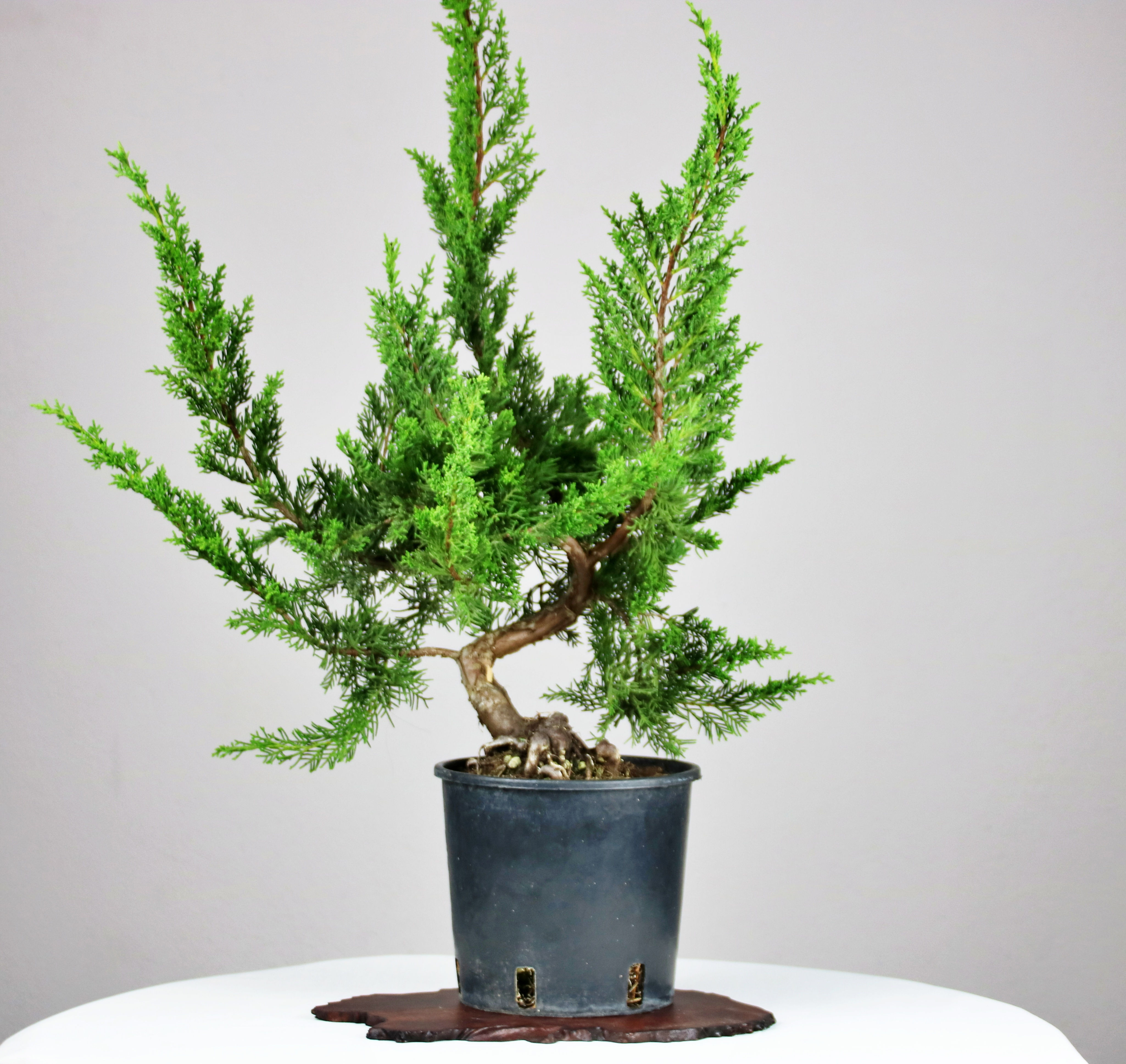 Γιουνίπερος Itoigawa (Juniper Itoigawa)