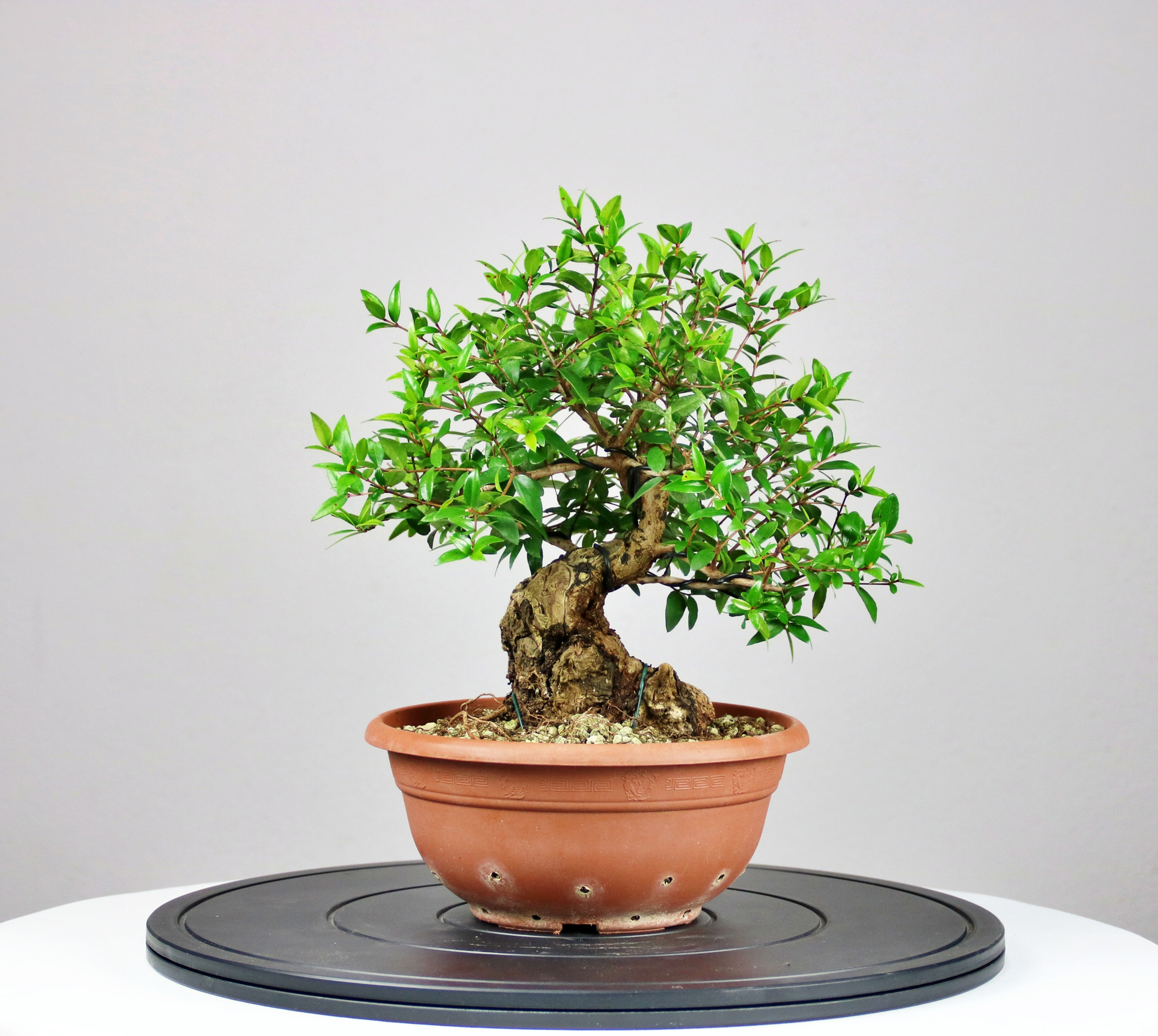 Μυρτιά (Myrtus Communis)