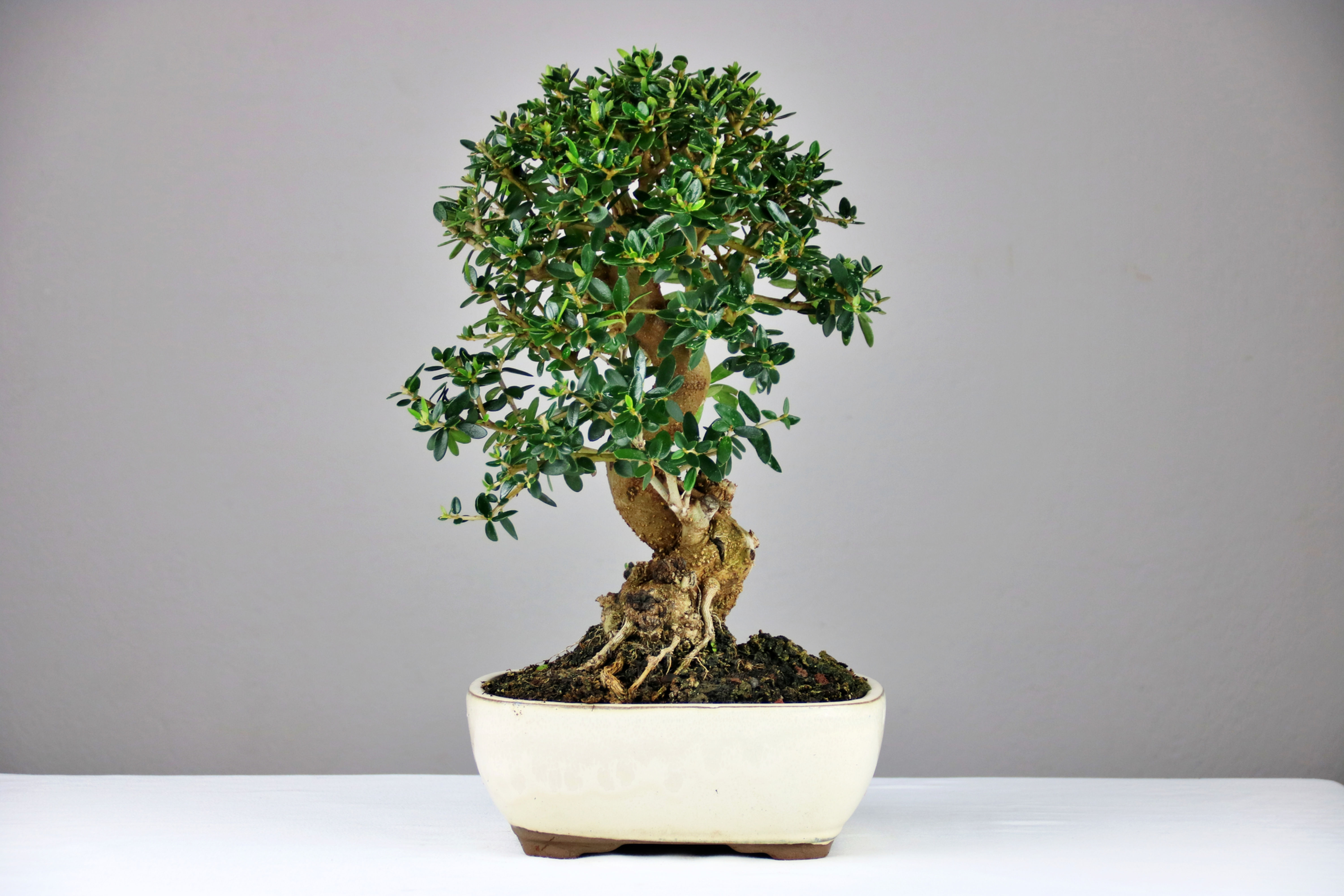 Αγριελιά 40cm (Olea Sylvestris)