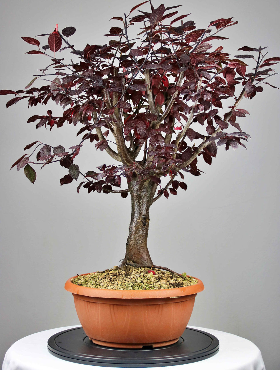 AENAON BONSAI - PRUNUS CERASIFERA