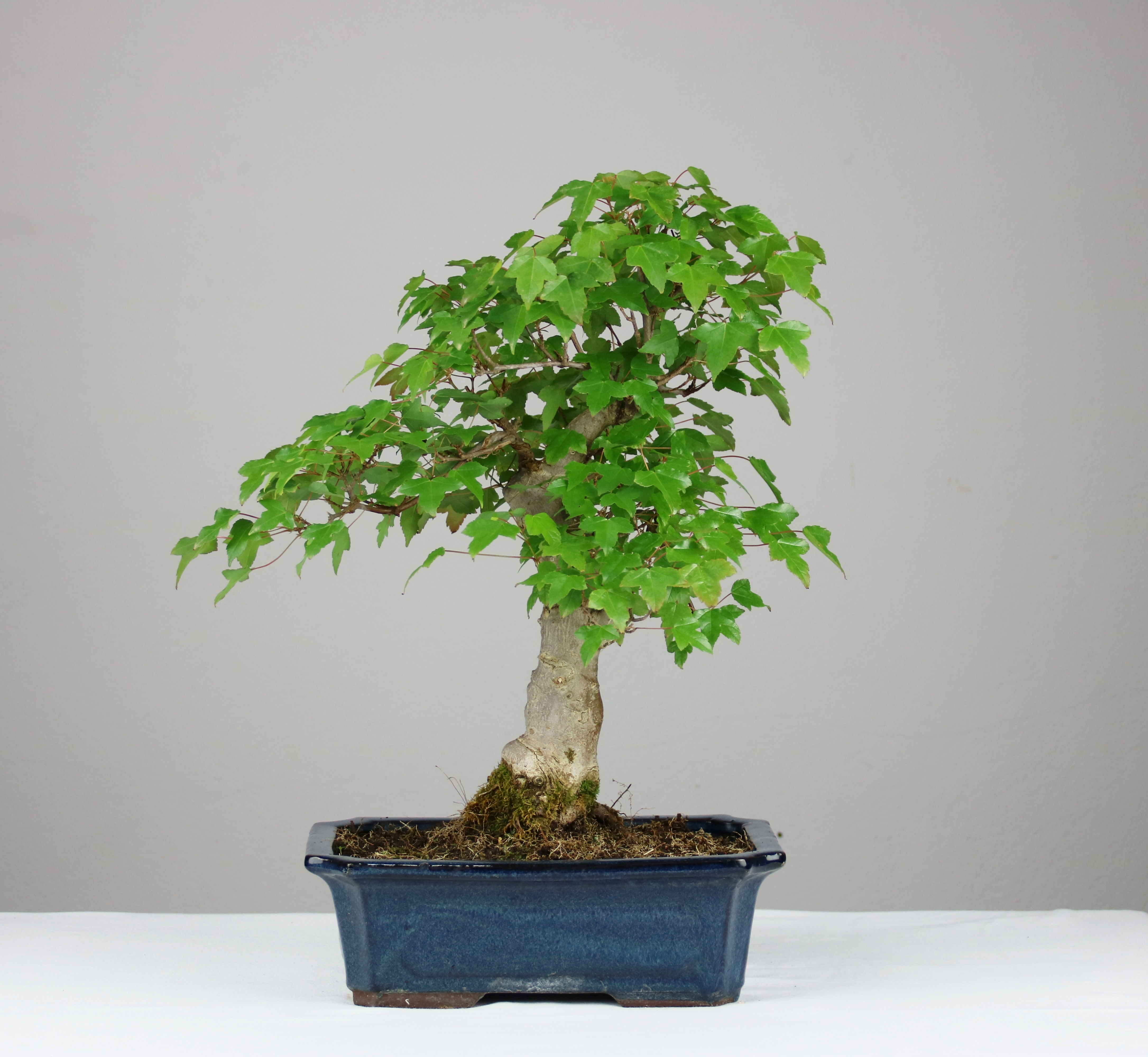 Σφένδαμος (Acer Buergerianum) 50cm