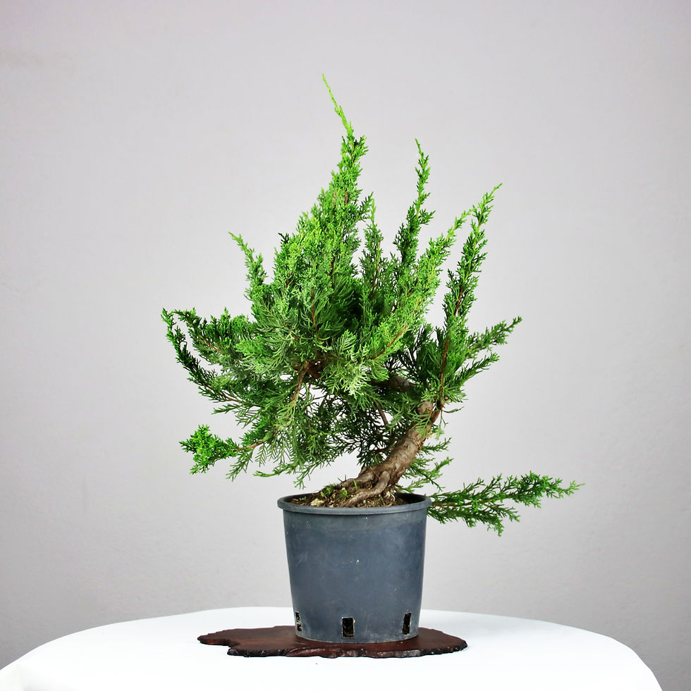 Μικρογραφία: Γιουνίπερος Itoigawa (Juniper Itoigawa)