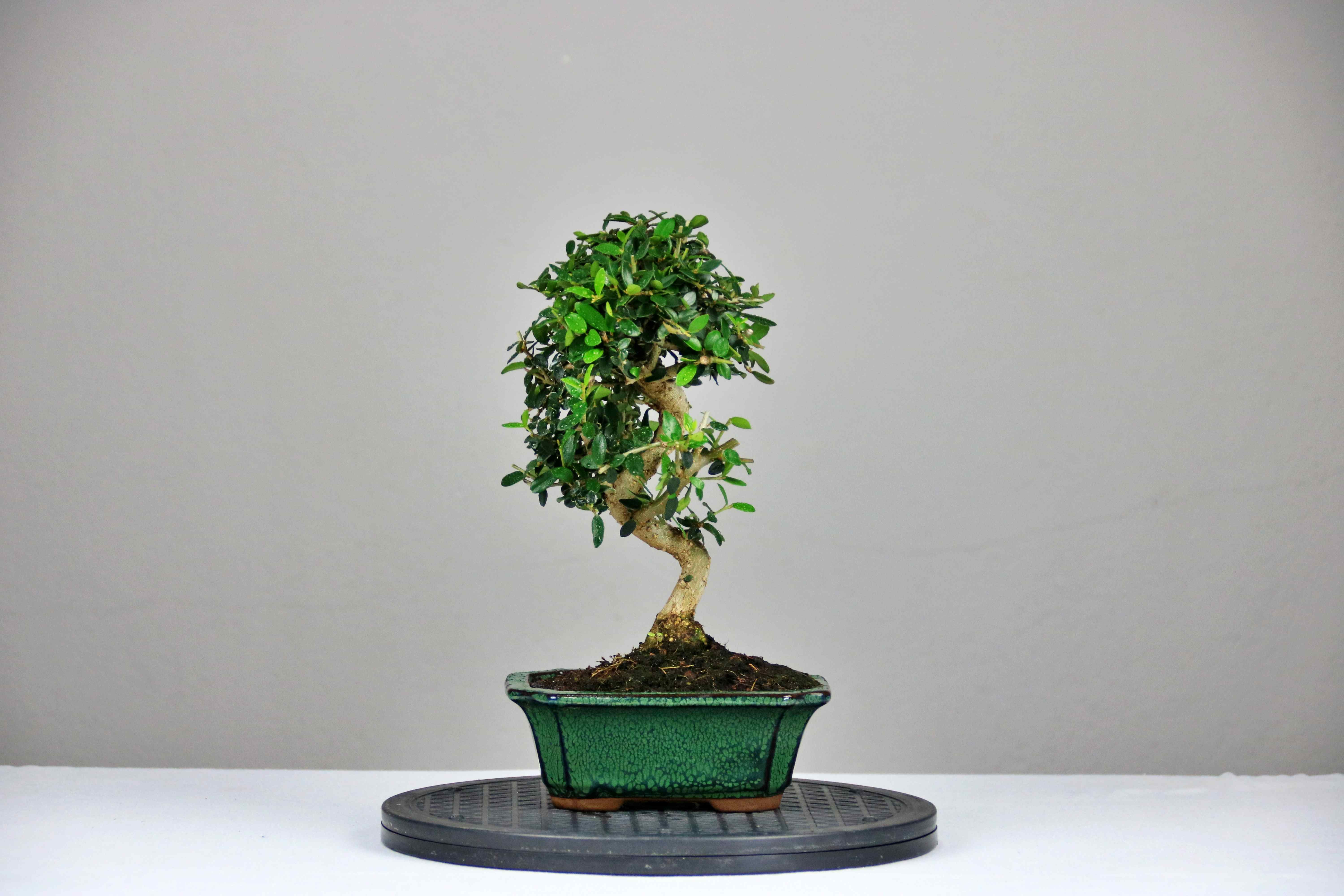 AENAON BONSAI - OLEA SYLVESTRIS