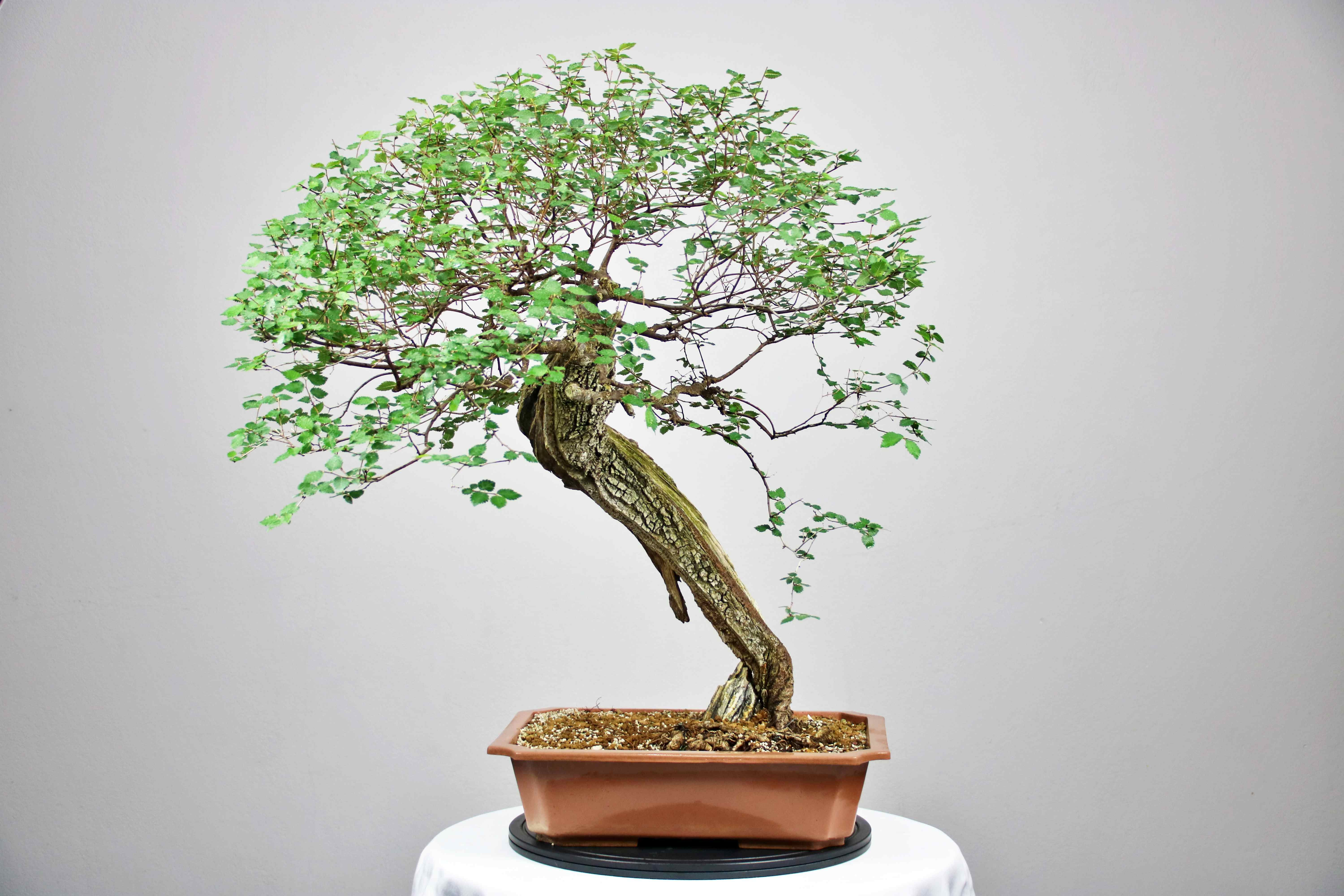 AENAON BONSAI - ULMUS