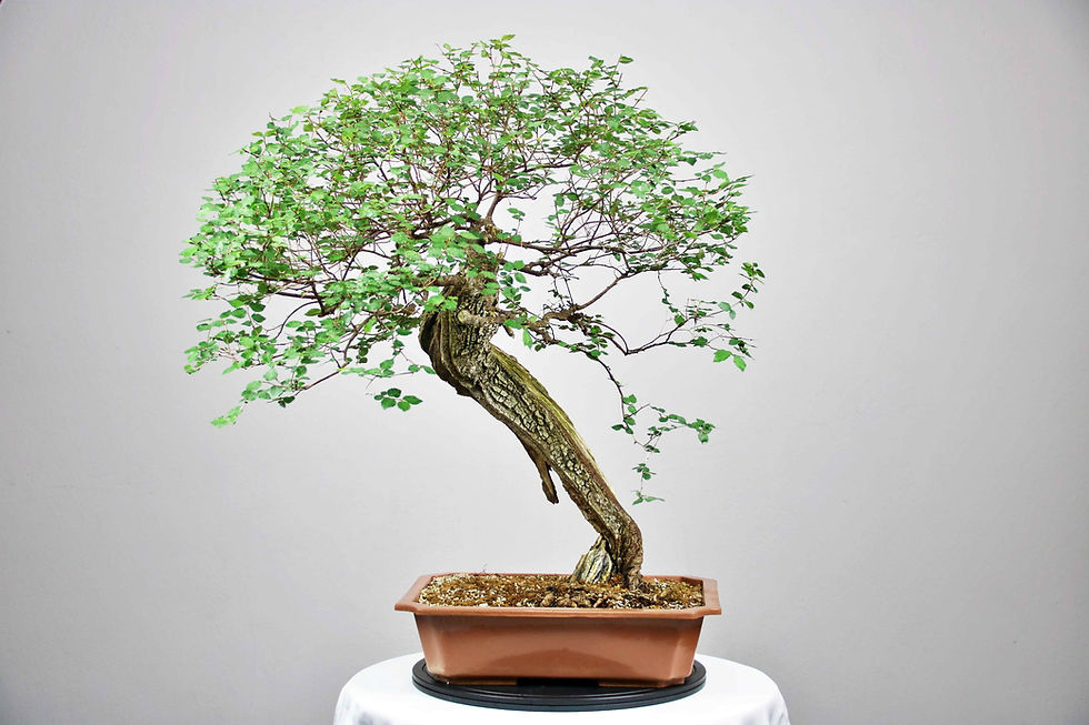 AENAON BONSAI - ULMUS