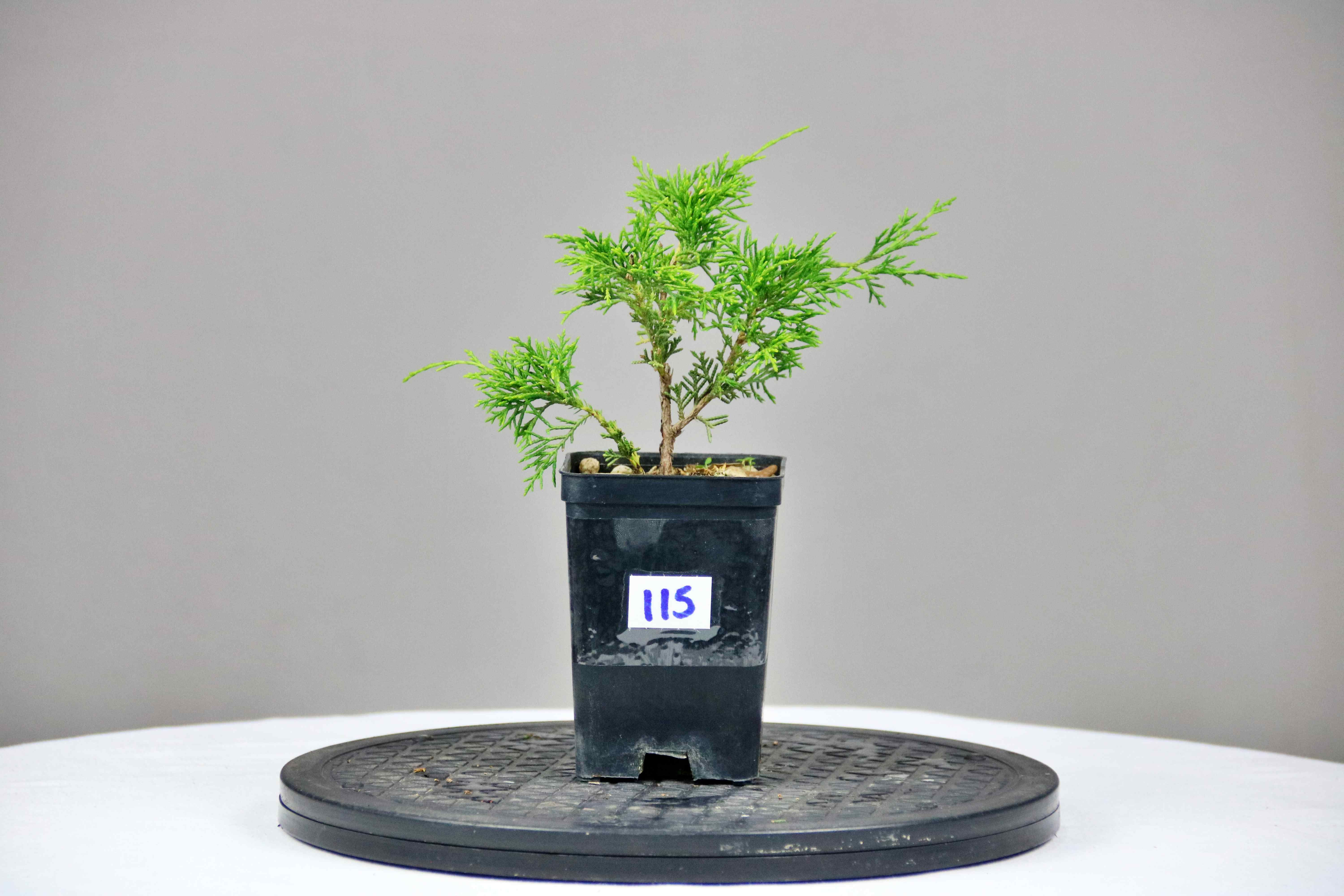 AENAON BONSAI - JUNIPER ITOIGAWA