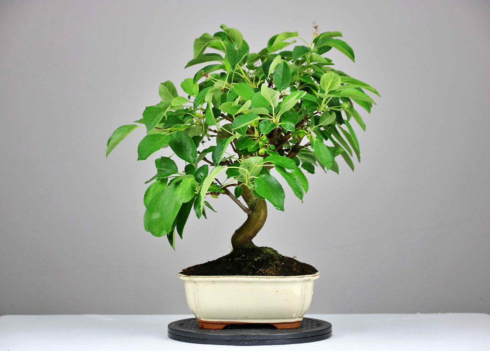 AENAON BONSAI - MALUS