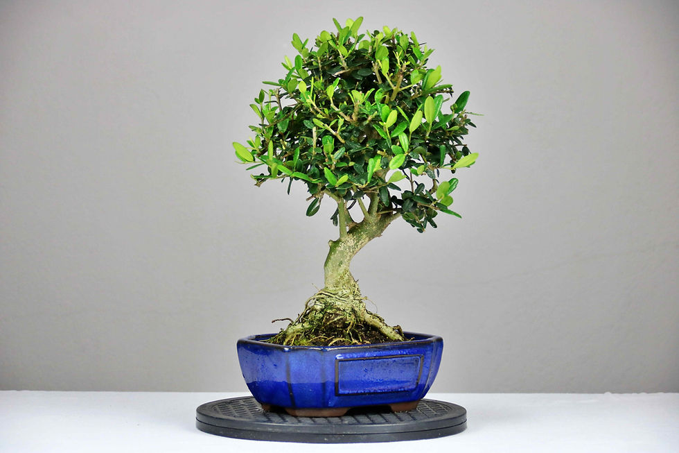 Μικρογραφία: AENAON BONSAI - OLEA SYLVESTRIS