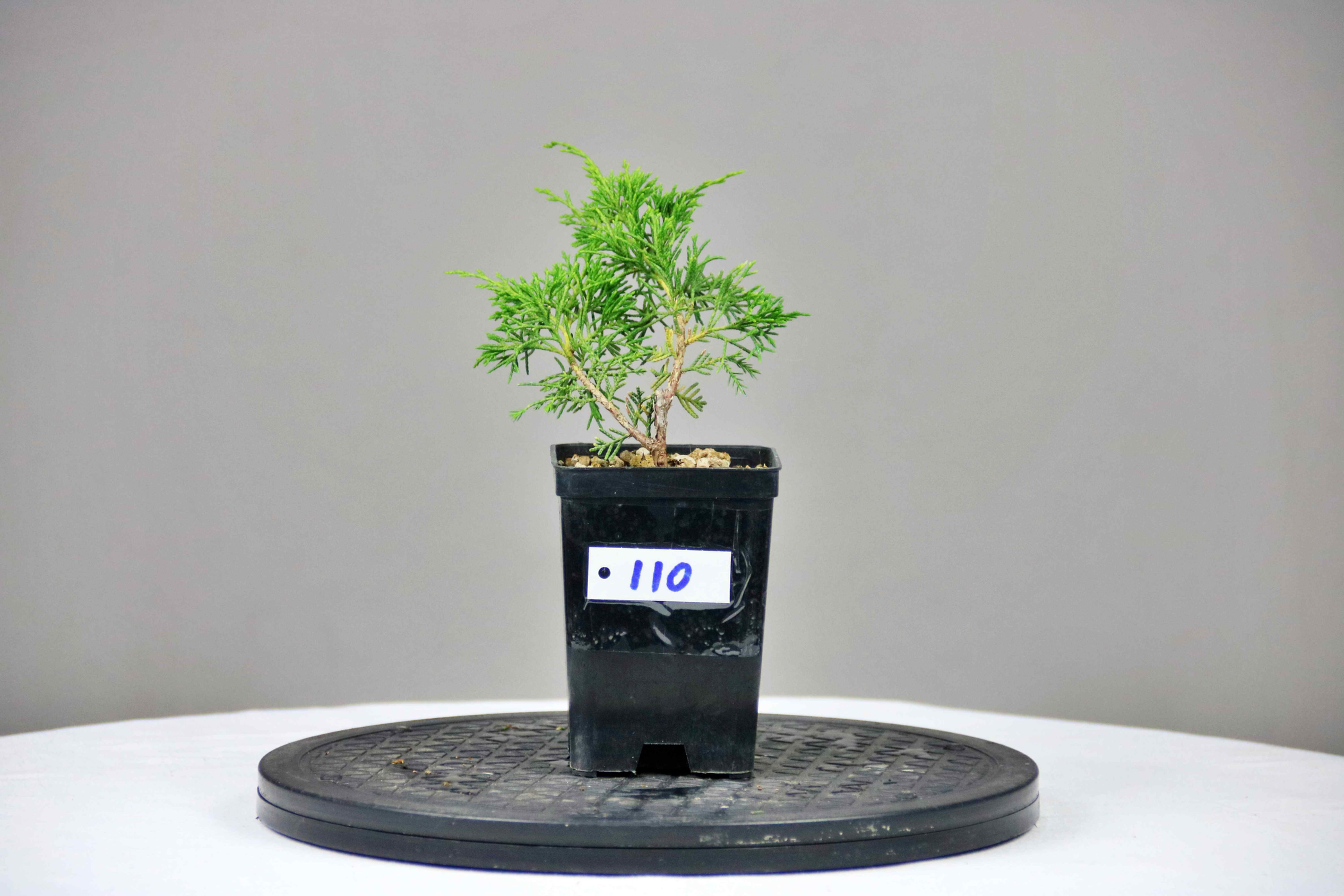 AENAON BONSAI - JUNIPER ITOIGAWA