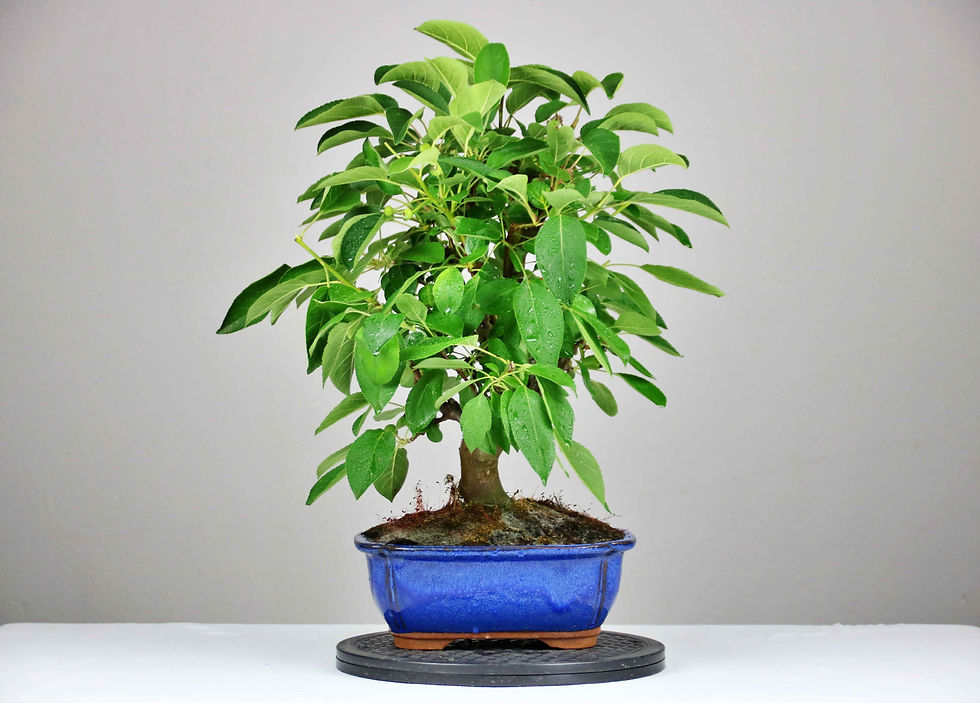 Μικρογραφία: AENAON BONSAI - MALUS