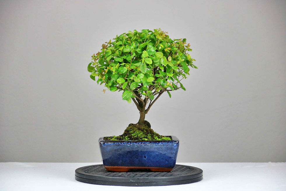 AENAON BONSAI - SAGERETIA