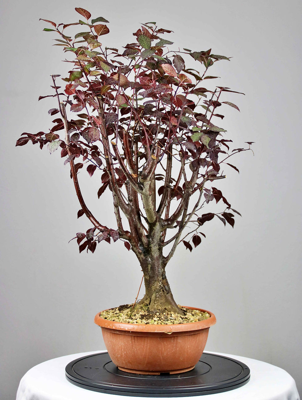 AENAON BONSAI - PRUNUS CERASIFERA