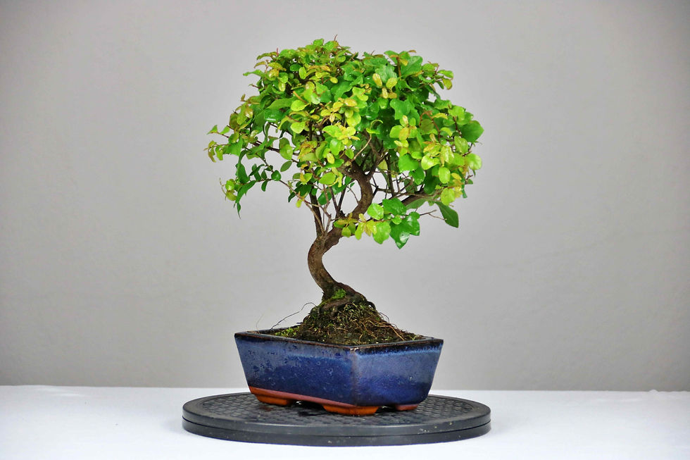 Μικρογραφία: AENAON BONSAI - SEGERETIA