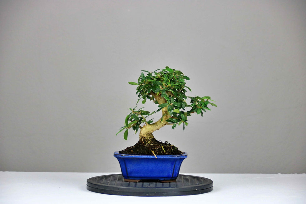Μικρογραφία: AENAON BONSAI - OLEA SYLVESTRIS