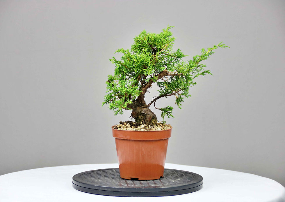 AENAON BONSAI - JUNIPER ITOIGAWA